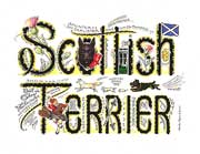 Scottish Terrier